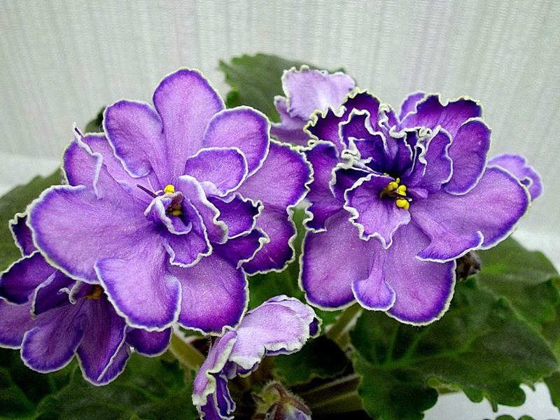 Cum Să Ai Cele Mai Frumoase Violete De Parma Trucurile Simple