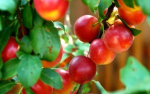 Dispreţuite de mulţi, sunt cele mai sănătoase fructe de sezon: Tratează oboseala cronică, previn bolile şi îmbătrânirea